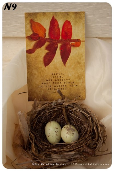 Nature Postcard N9 Ready to Ship