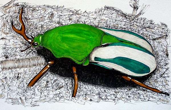 Beetle Mania