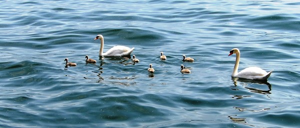 Nine Mute Swans