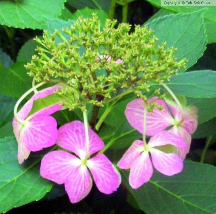 Hydrangea macrophylla, Weston, MA,09-15-2013