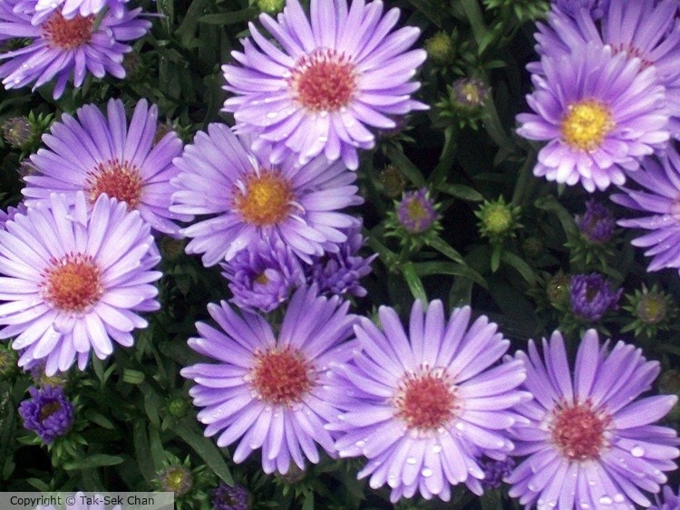 Aster, Russell's, Wayland, MA, USA, 09-16-2013