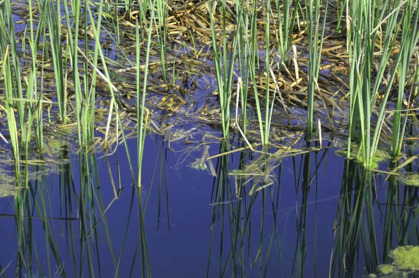 reflection