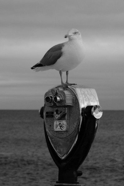 Perched
