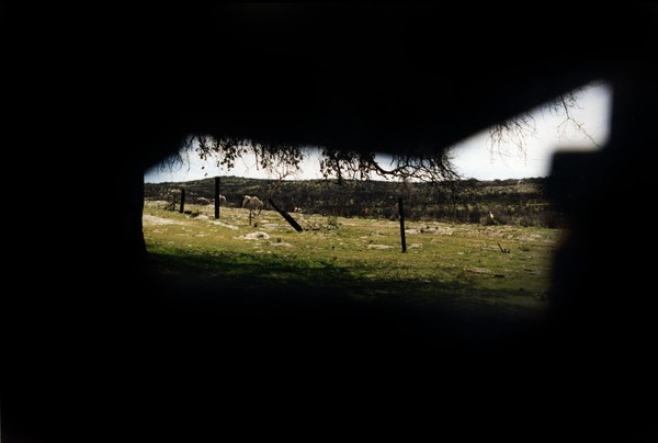 Vacas
