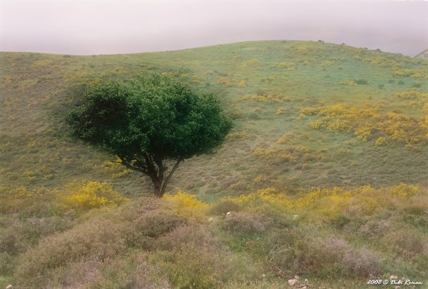 A Tree near Kerem Ben Zimra, 2008