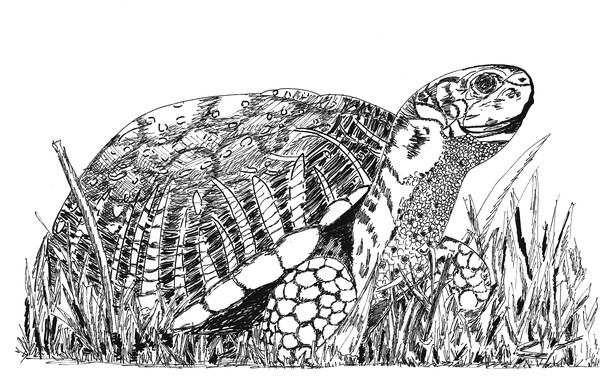 Turtle