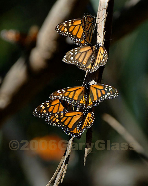 The Monarch Five