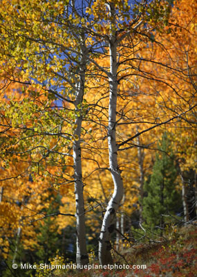 Aspens, Payette National Forest
