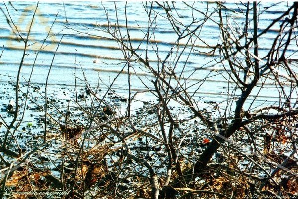 River Blue 