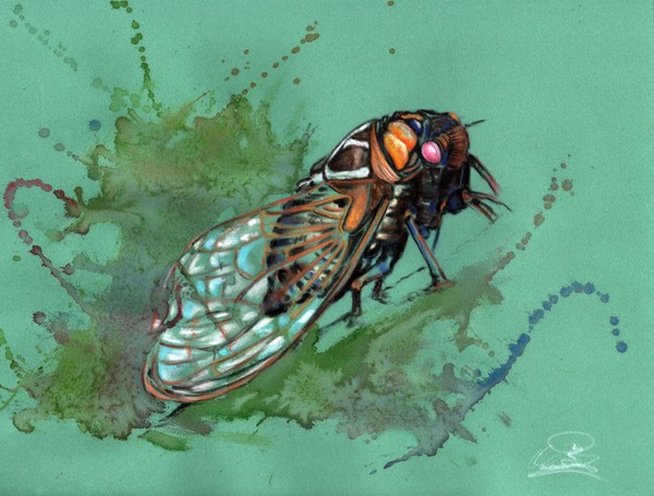 Emerge of the fly
