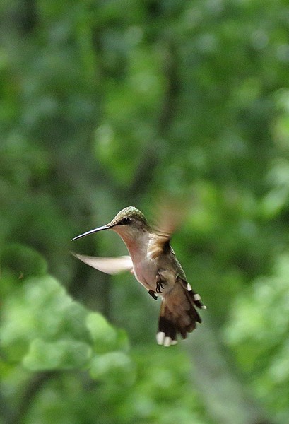 6702 Hummingbird