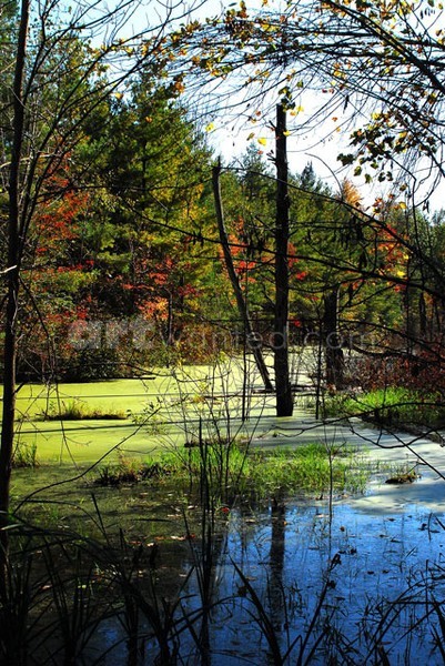 Stillwater Swamp II