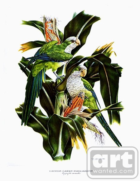 Green Parakeet