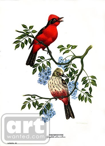 Scarlet Ohara Flycatcher