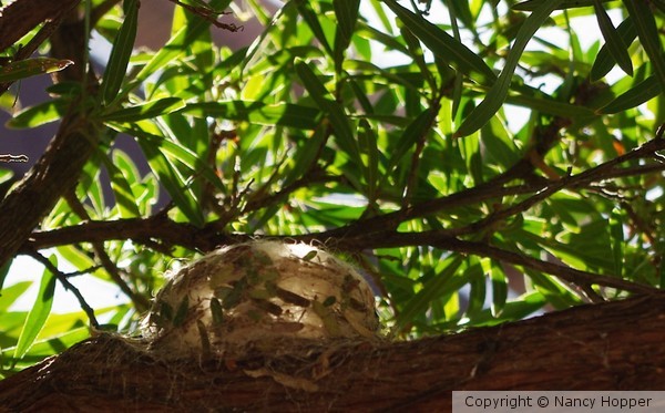 Glass Nest