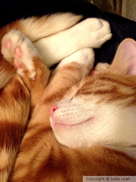 sweet dreams, orion