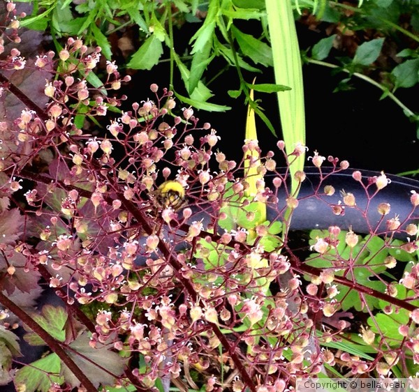 bee in the heuchera