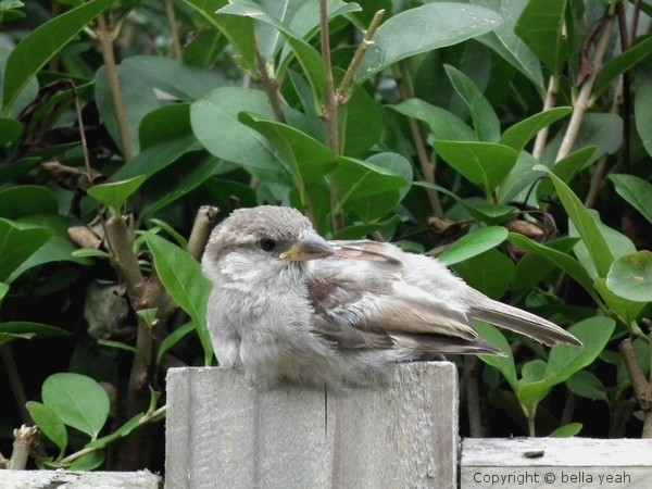 sparrow on fence post