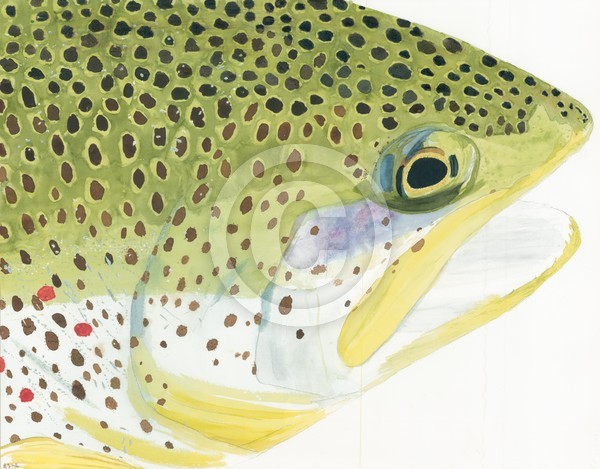 Brown trout watercolor