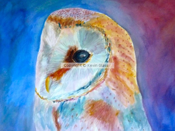 Barn Owl