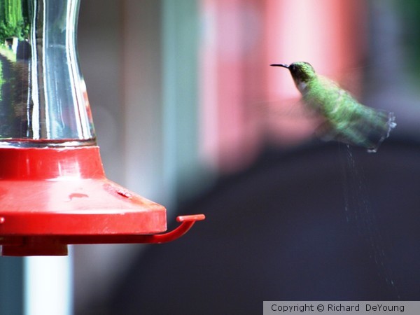 HUMMING BIRD POOP