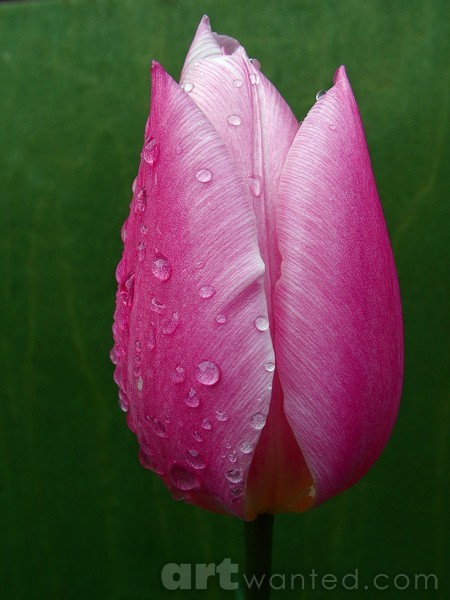Pink Tulip