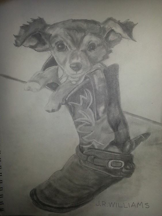 Dog in Boot