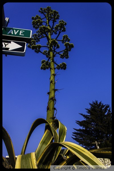 100 year catus 002