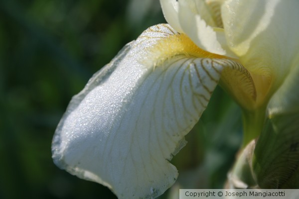Sun Illuminated Flower
