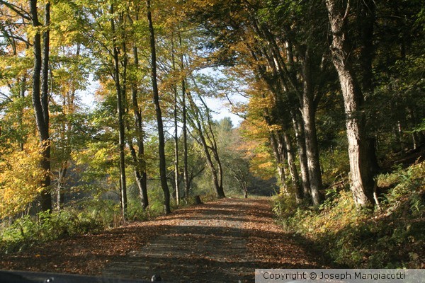 Country Road in Fall