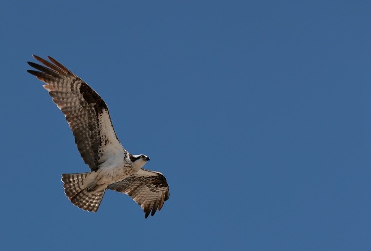 9G0A0721