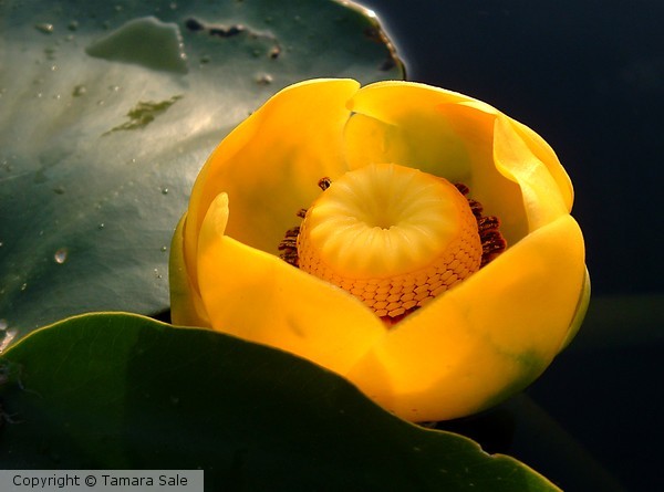 Water Lily