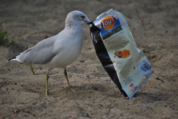 Potato Chip Double-dipper