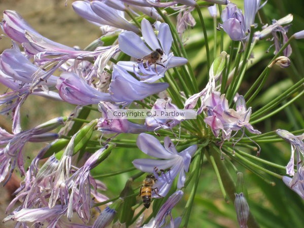 Flowers and Bees