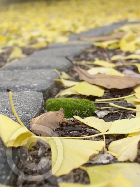 moss 2 of 3