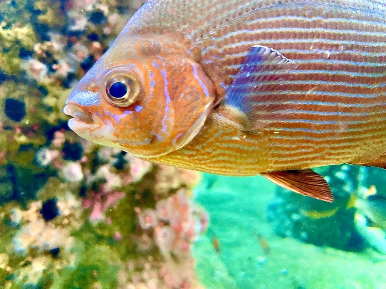 Karen Muro Aréchiga pretty fish 
