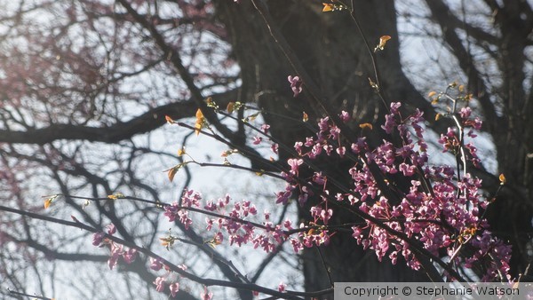 Flowers in the Woods