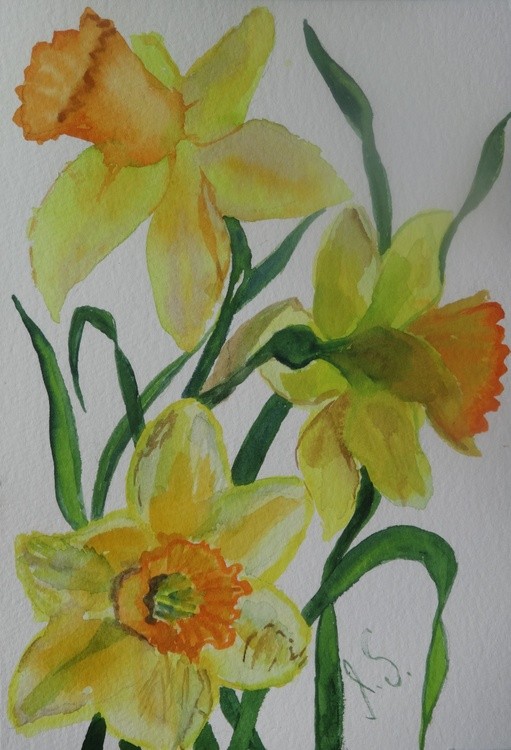 Daffodils