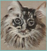 BooBoo, Maine Coon