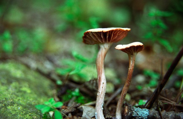 mushroom