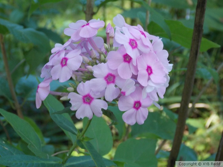 purple bunches