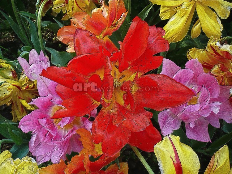 colorful flowers
