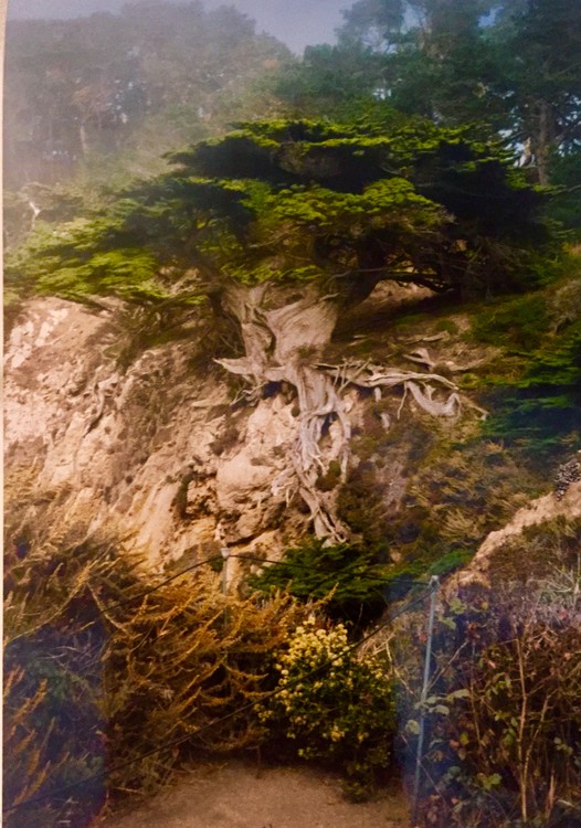 Cypress