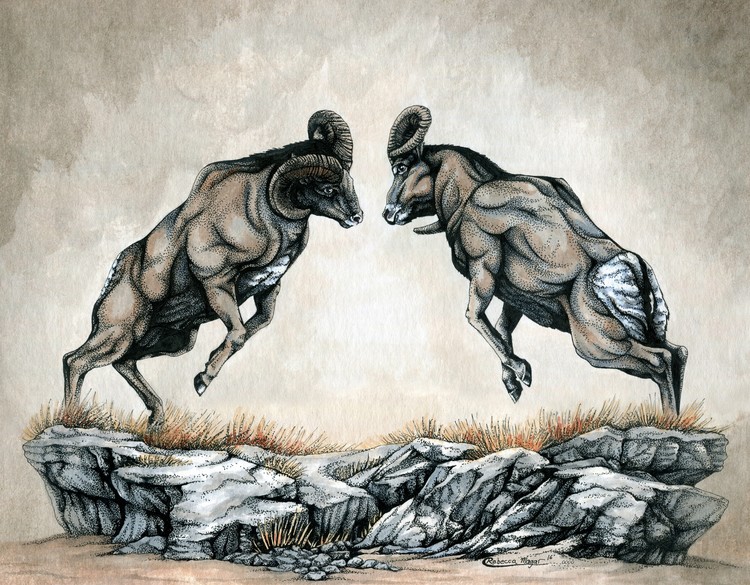 The Battle of Rams