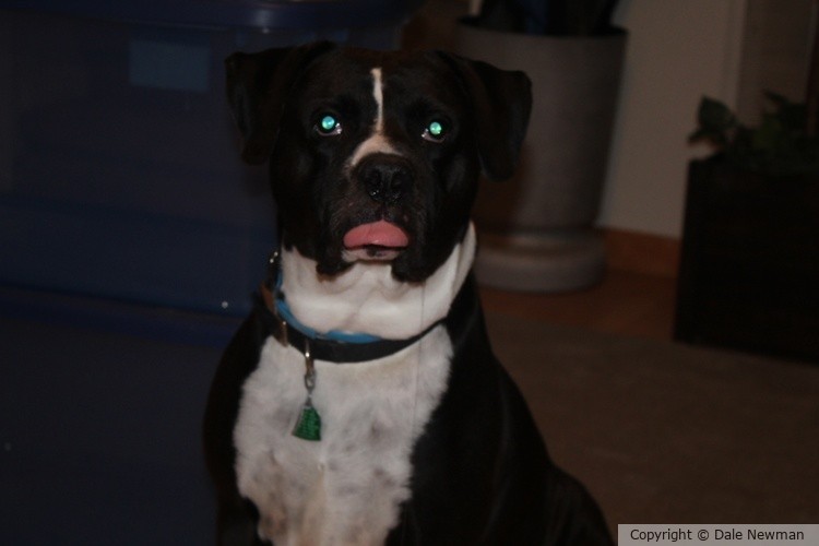 Duke Sticking his tongue out