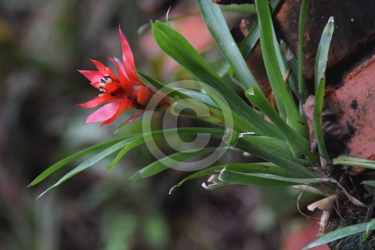 Malaysian Flowers