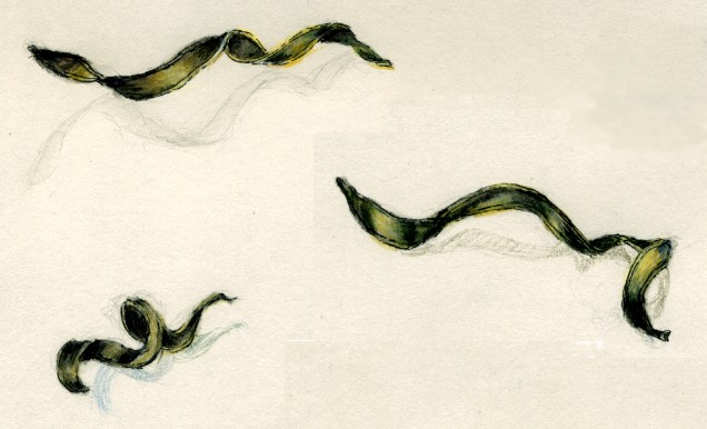 Seedpod Drawings