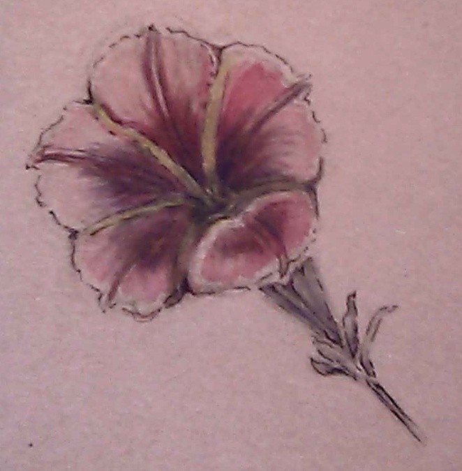 Pink Morning Glory Watercolor