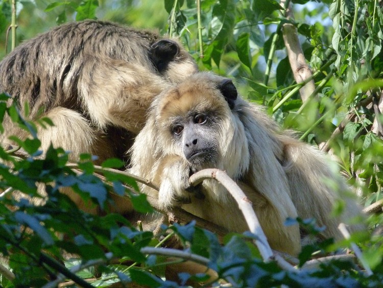 Animals IV