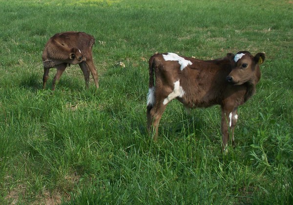 Calves